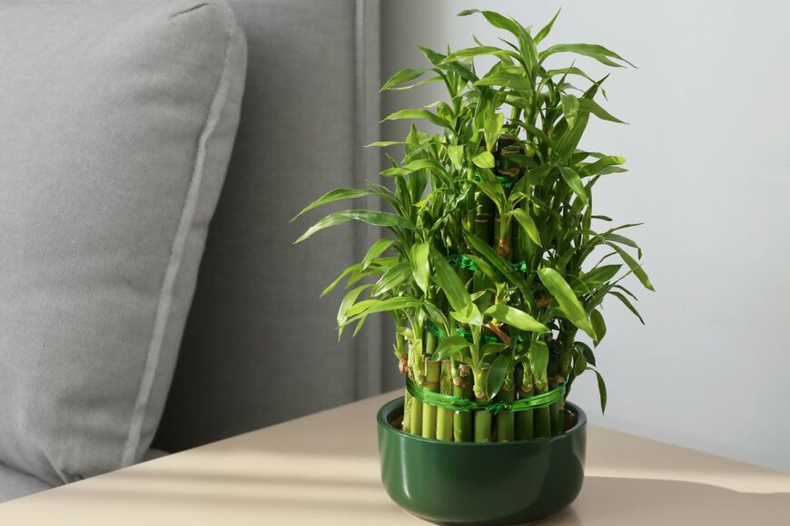 New Africa/shutterstock.com