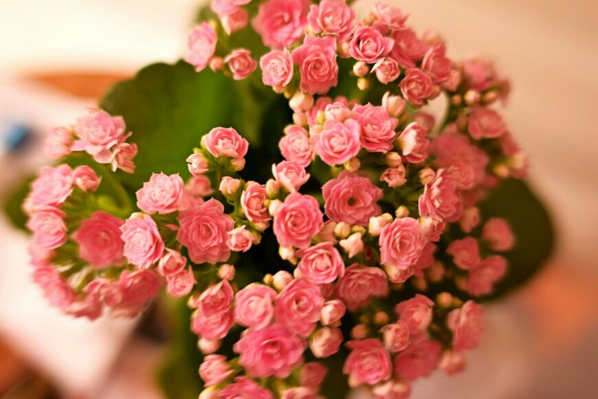 SE-photo/shutterstock.com