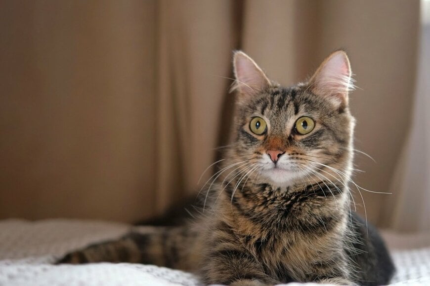 「ぼくはいません」苦手なピンポンに隠れる小猫ちゃん→まさかの隠れ方に思わず笑ってしまう