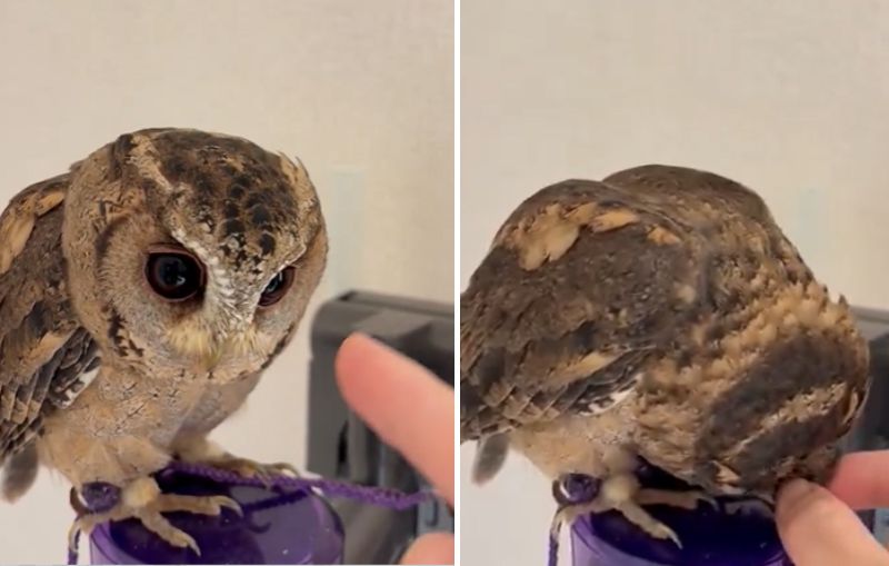 出所：@purinon2929k