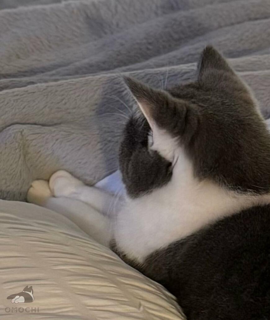 出所：@omochiomoching