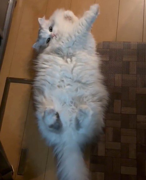 出所：@NEKOLAND13