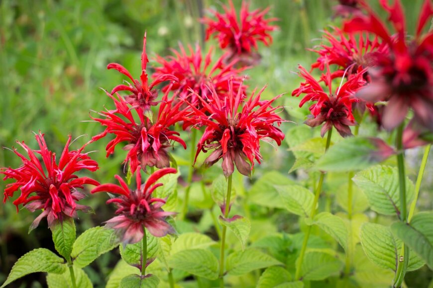 モルダナ　　Marika Kosheleva/shutterstock.com