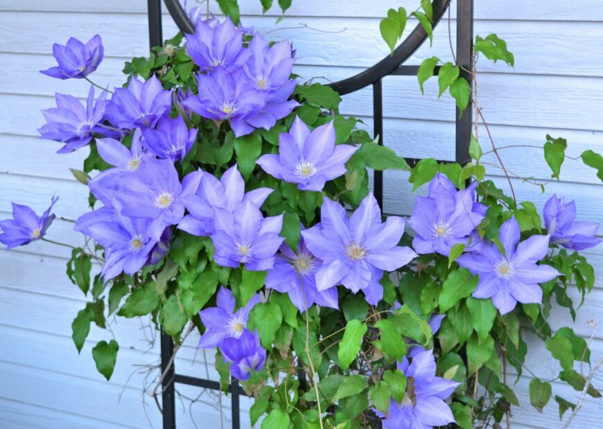 MaryAnne Campbell/shutterstock.com