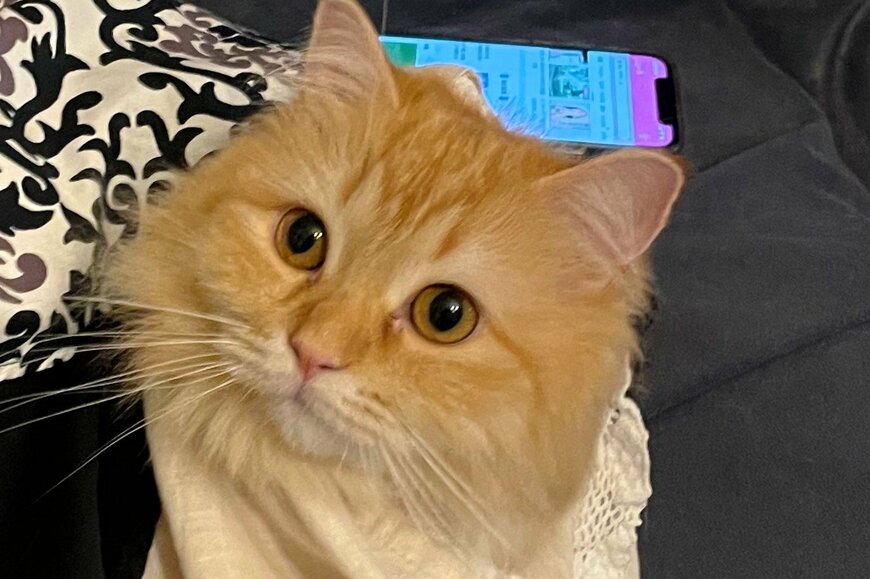 出所：@NEKOLAND13