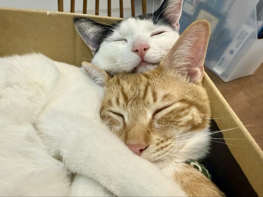 出所：@omochi_nam01