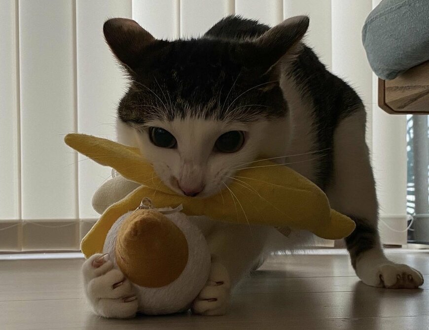 出所：@Saeroyi_cat