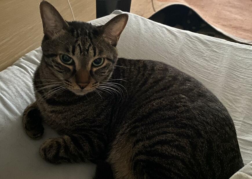 出所：@00shitemita