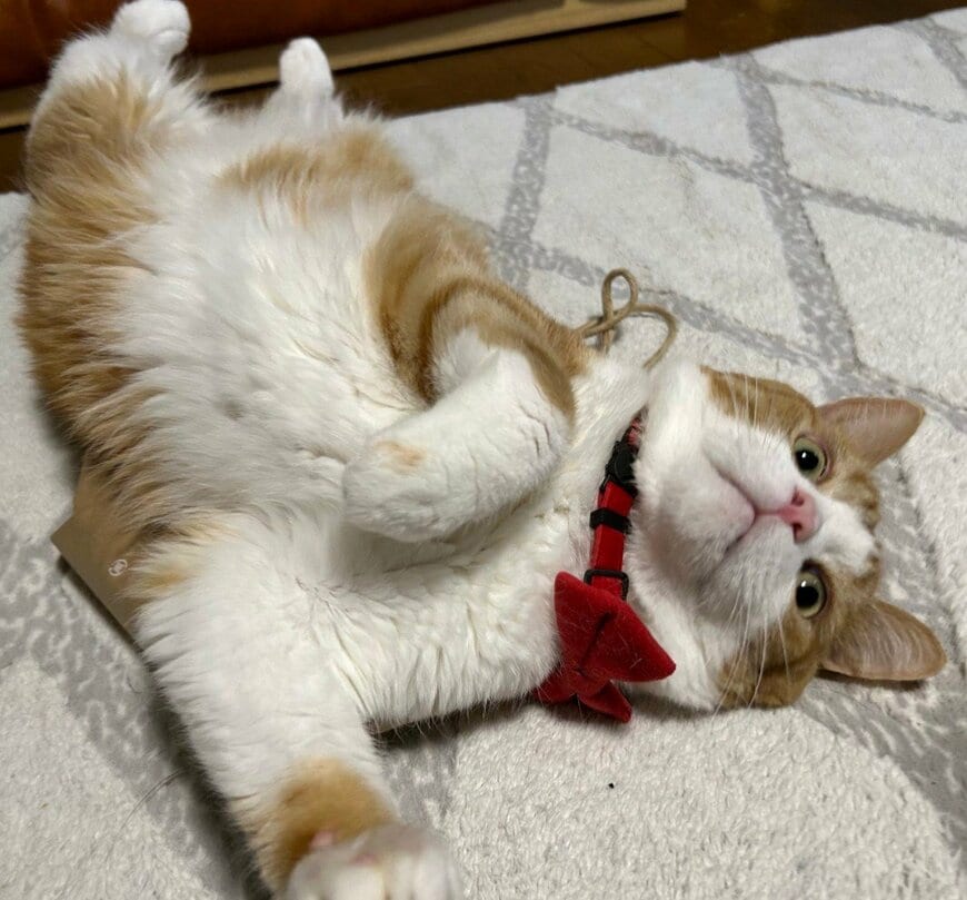 無防備なモフモフ猫→立派な冬毛マフラーを巻いたボス猫のような風格に笑ってしまう