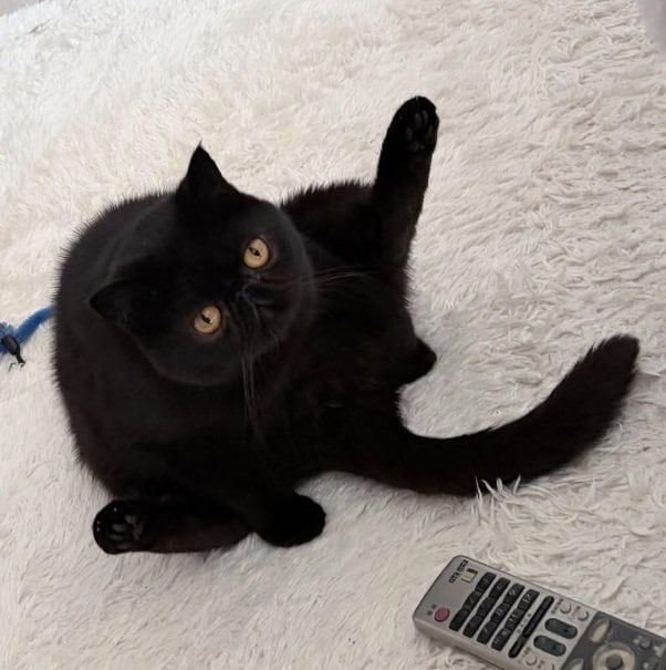 普段は黒い毛並みが美しい猫ちゃん→換毛期中の姿に驚き！「黒猫なのになぜかグレーの毛」