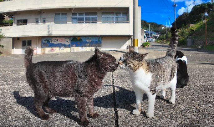 「こっちに来て！」道案内してくれる猫に遭遇　案内してくれたのは思わぬ癒しスポットでした