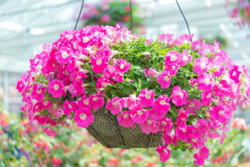 Silverfoxz/shutterstock.com