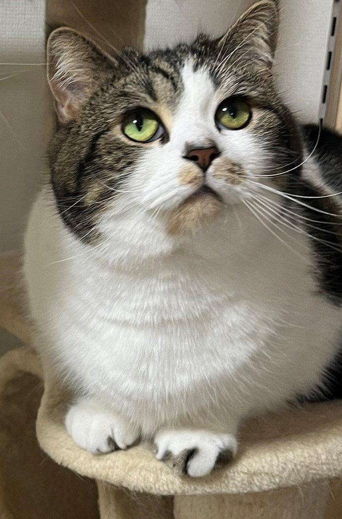 出所：@torotolo106106