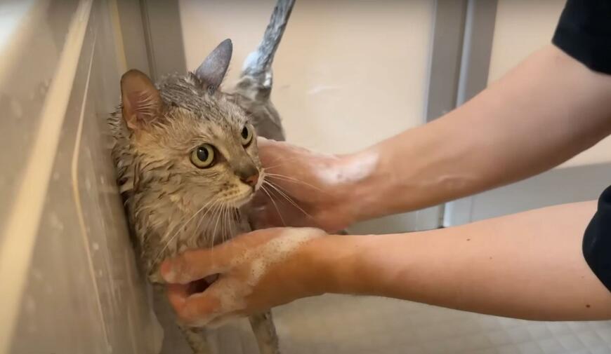 【シャンプーを頑張る猫】文句を言いながらもスッキリ！同居猫が心配してお出迎え