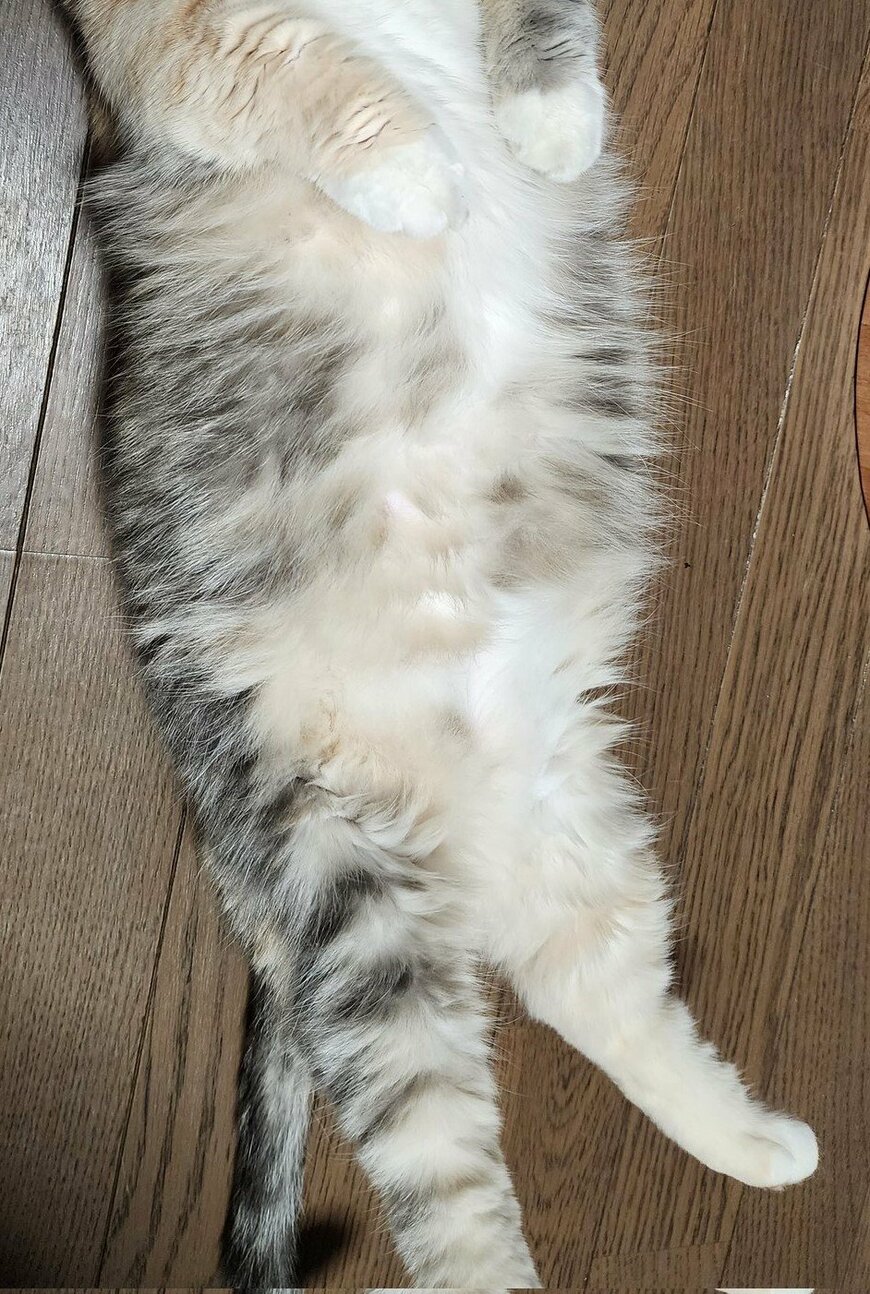 出所：@tokyonyanko0731