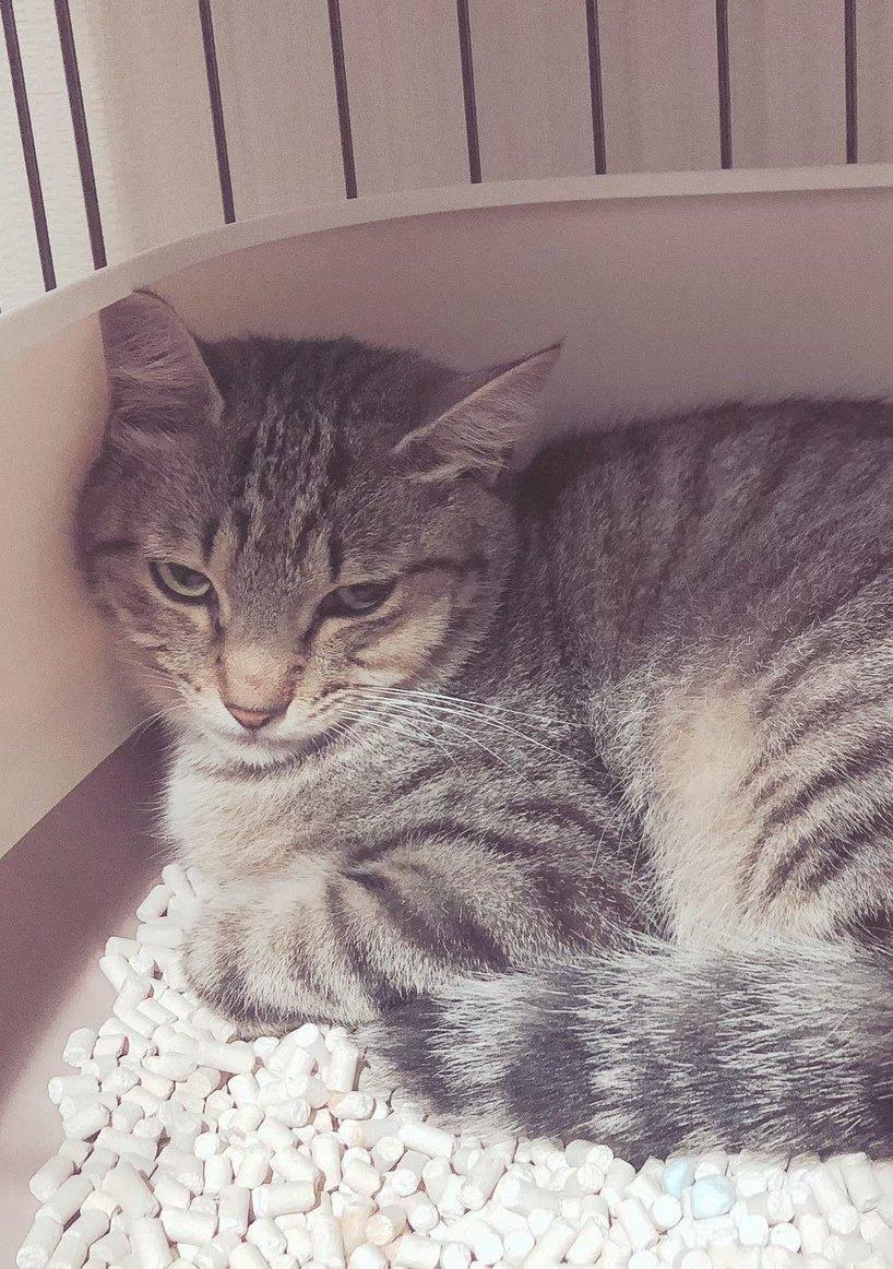 出所：@mero627puri914