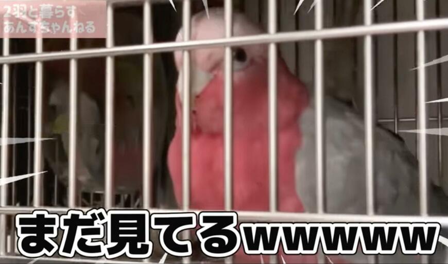 寝たくないインコの行動が話題　引き止め方と意外な結末に「釘付けになっちゃう」