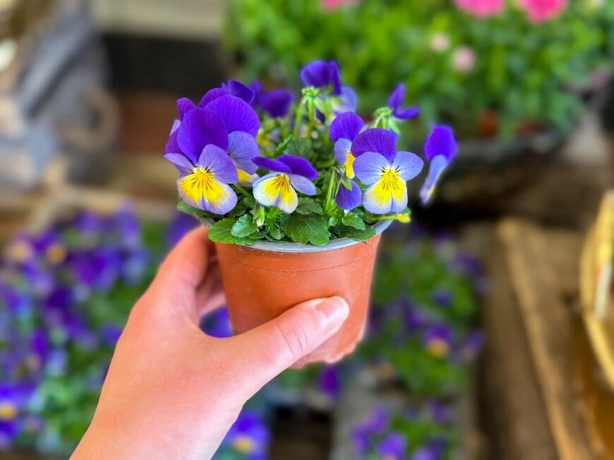 Lapa Smile/shutterstock.com