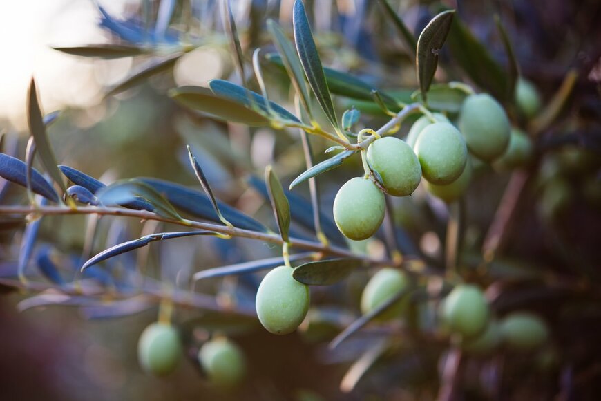 【ガーデニング】オシャレなシンボルツリー「オリーブの木」育て方＆たくさん実がなるコツを紹介