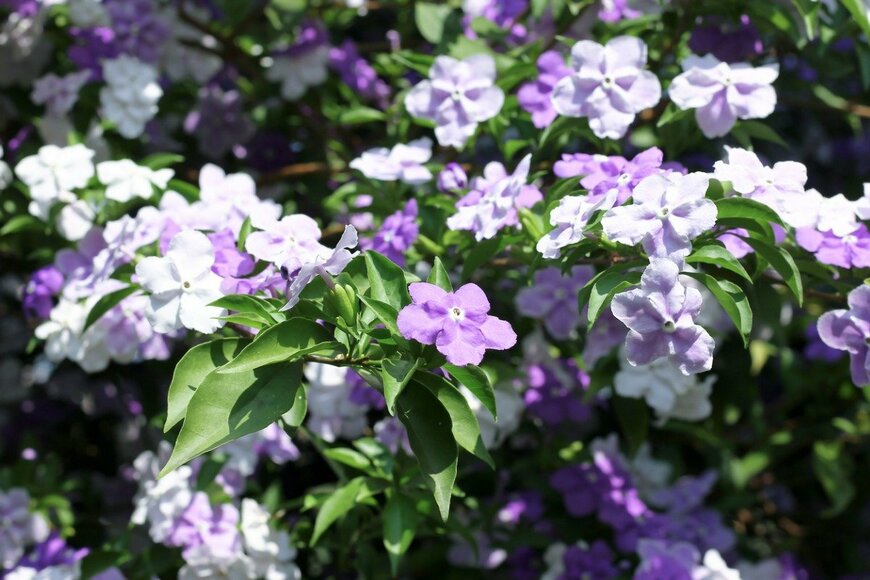  【ガーデニング】低木オススメ8選！初夏の庭で美しい花々と芳香を楽しんで！