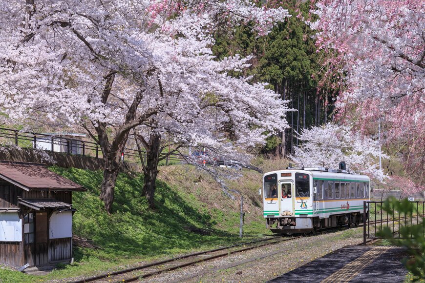 2024年春の「お花見列車」おすすめ5選！桜と鉄道を一緒に楽しめる旅行ツアーも紹介