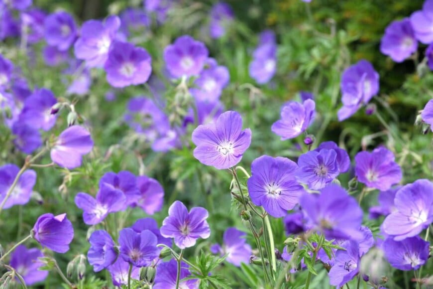 淡い紫色のゲラニウムの花