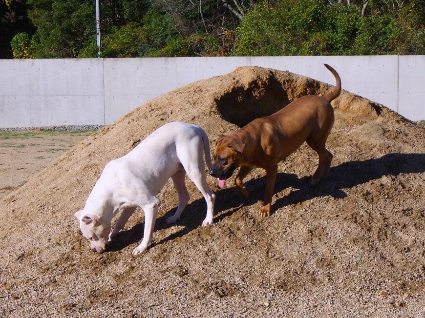 打製石器を掘った犬たち