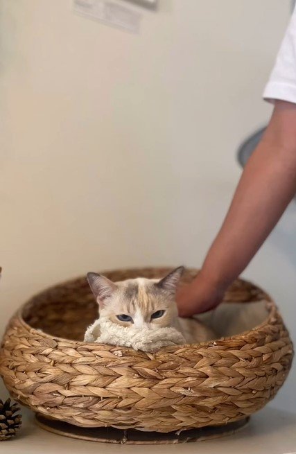 かごに入っている猫