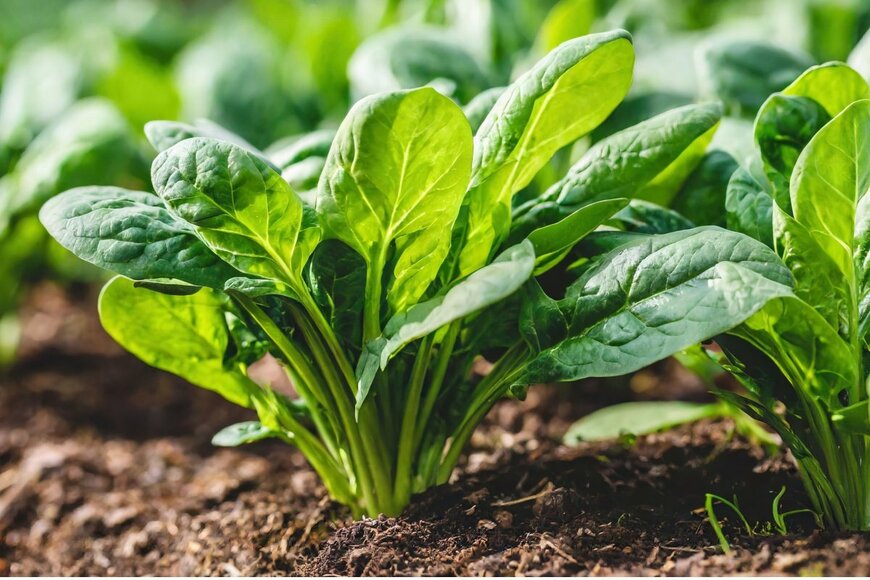 ほうれんそうが綺麗に育っている様子