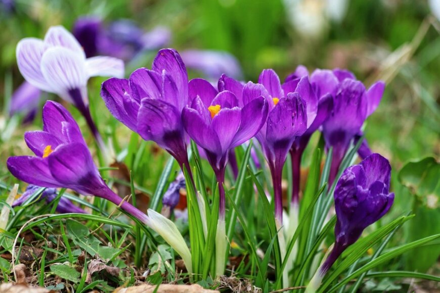 紫色のクロッカスの花