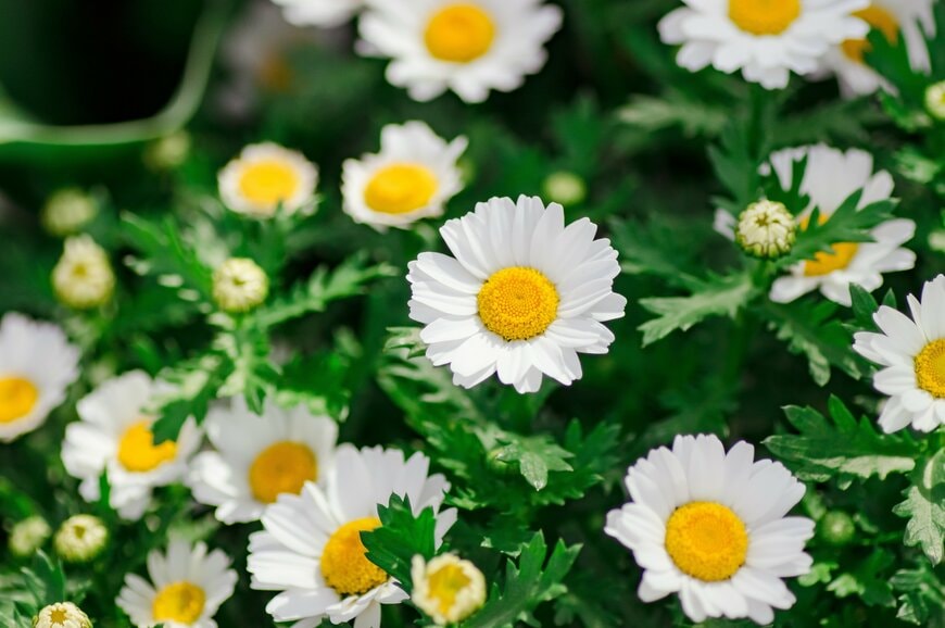 白い花びらで、花の中心が黄色の、ノースポールの花