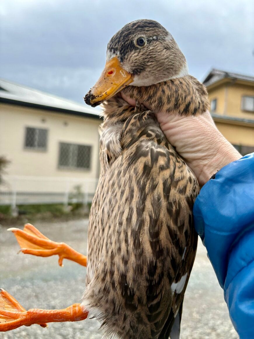 捕獲されてしまった鴨