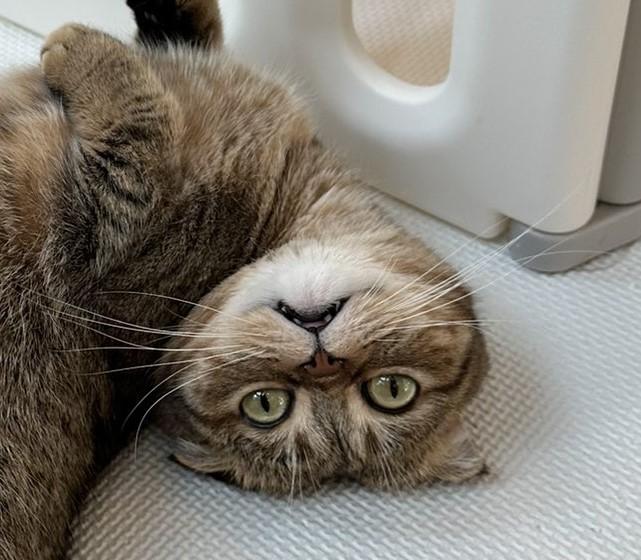 猫の顔のアップ