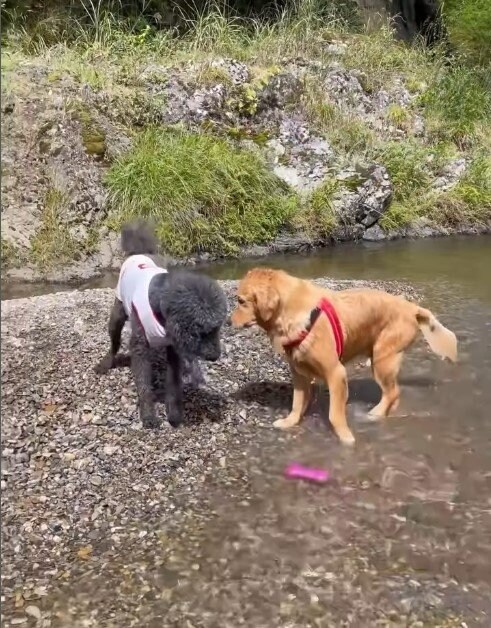 スパルタ教育するゴールデンレトリバー