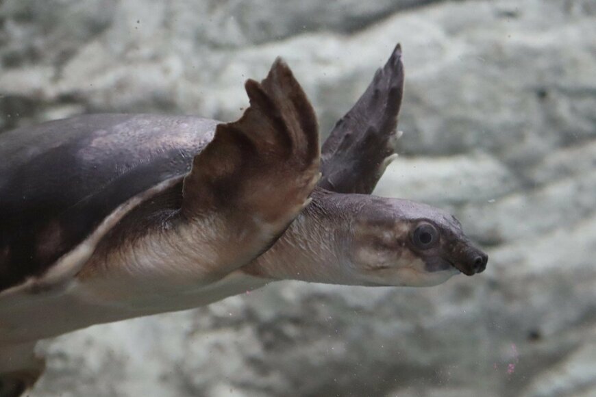 スッポンモドキというカメ