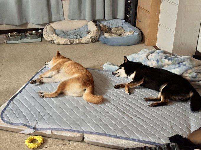 マットレスで眠る2匹の犬