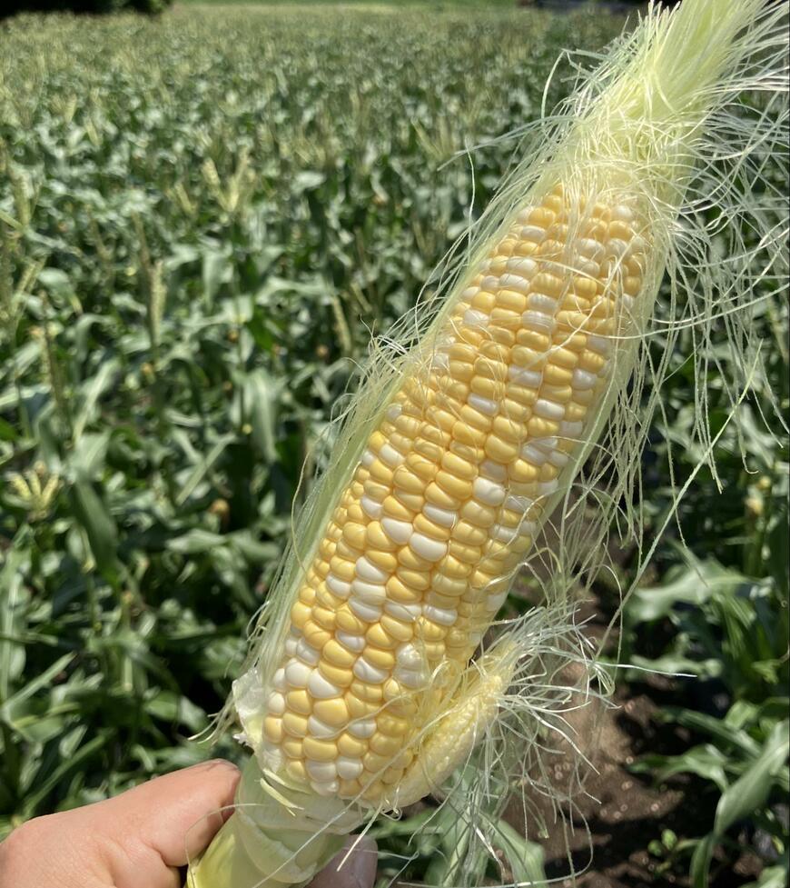 おいしそうなとうもろこし