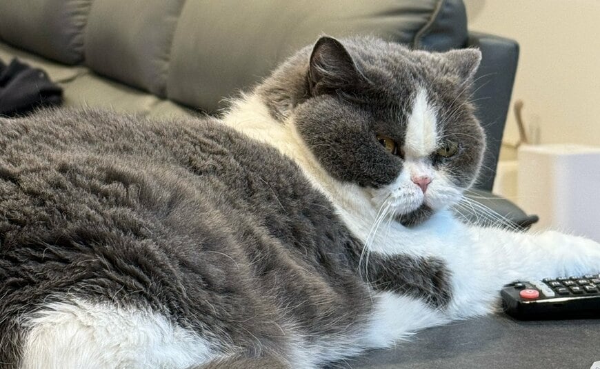 猫ににらまれたい人にはご褒美な一枚です
