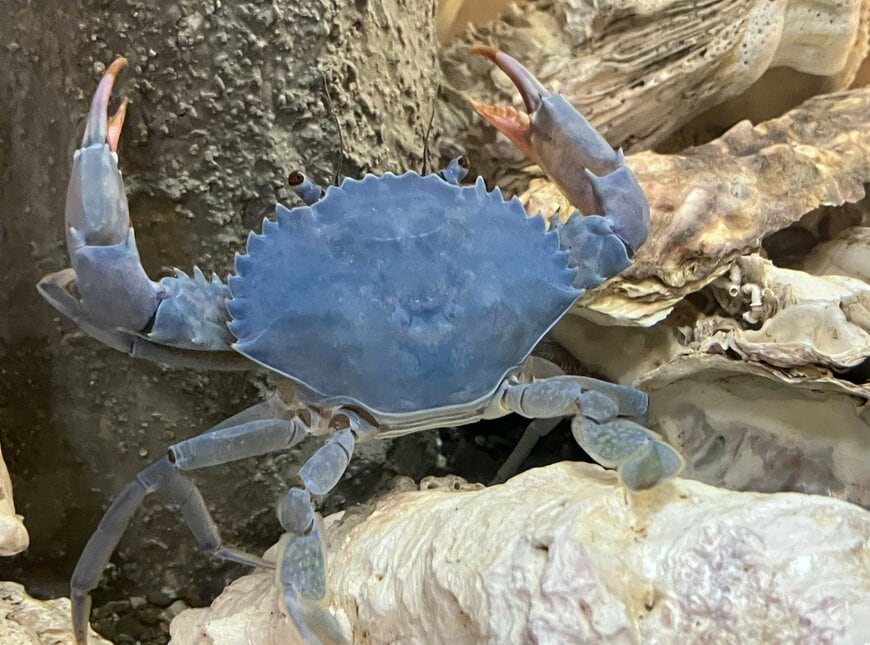 投稿の画像