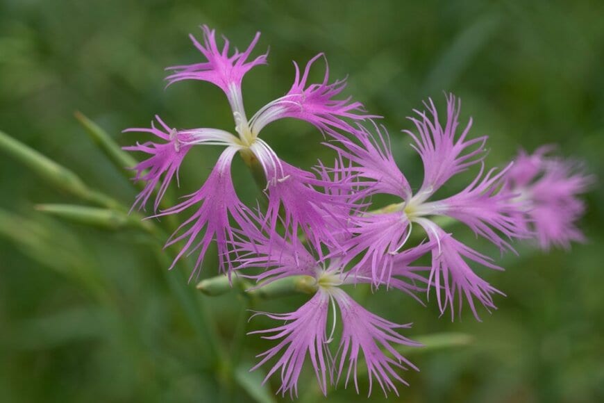 ピンク色のカワラナデシコの花が咲く様子