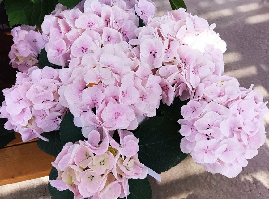 淡いピンク色のいちごミルクの花