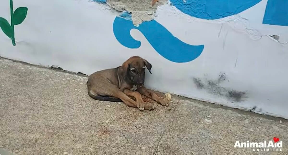 顎を骨折した犬が元気に回復！感動の物語