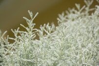 寒さに強い《シルバーリーフ＆カラーリーフ》10選で秋冬の庭を華やかに！日陰に強い植物もご紹介