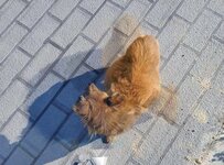 「それでも彼女は笑顔を絶やさなかった」お腹が大きく膨れ上がり彷徨っていた犬、安楽死も検討された重体からの回復ぶりに反響
