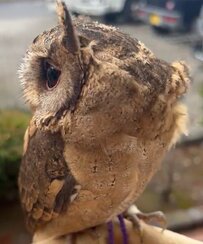 まるで風速計のようなフクロウさん、羽の乱れ具合が風の強さのバロメーターに！気持ちよく風を浴び続ける姿にほっこり