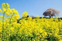 「節分天井・彼岸底」は本当か？ 投資格言をデータで検証