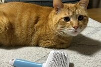 ブラッシングでウットリ…元保護猫さんの表情の変化に「可愛い」