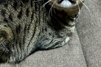 「お仕事にゃの？（泣）」元保護猫さんの可愛い引き止め顔に反響