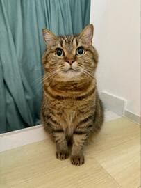 【まん丸お目目の猫】「おりこうに待ってたので…」飼い主さんへの要求が可愛すぎる！