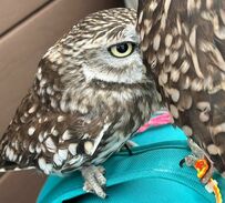 【虚無なフクロウ】同居フクロウに顔を近づけると…なんとも言えない表情に爆笑！